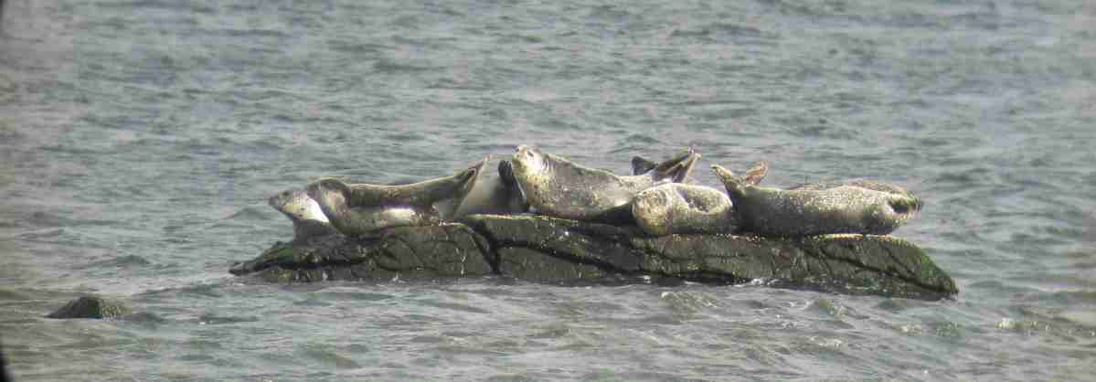 The Seals at Rome Point