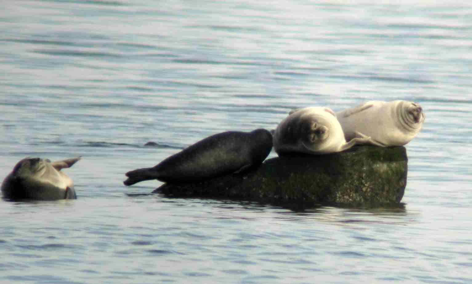 slant rock seals